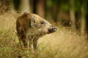 Baby wild boar in long yellow grass sniffing side