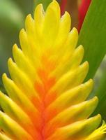 Close Up Tropical Ginger Plant photo