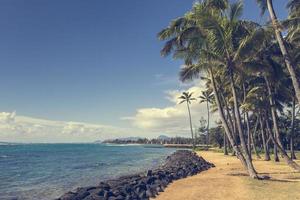 palmera de coco en la playa de arena en kapaa hawaii