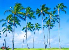 palmera de coco en la playa en hawai foto