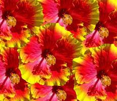 flores de hibisco hawaii foto