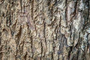 Fondo de textura rústica de cáscara de árbol abstracto