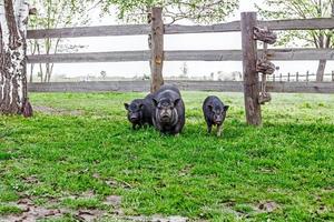 Family of Vietnamese pigs photo