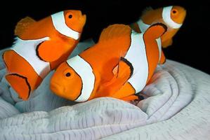 Clownfish Family