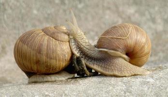 Snails family photo