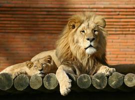 Lion family photo