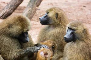 Guinea baboon family