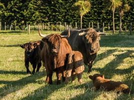 Highland Cattle Family photo
