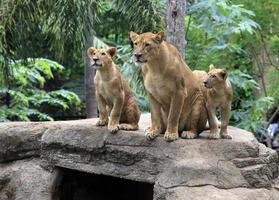 familia de leones foto