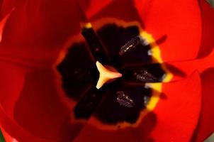 pétalos de tulipán rojo abiertos en la primavera
