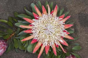 Protea sp. (family: Proteaceae. South Africa). photo