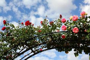 Roses arch photo