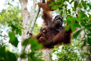 Familia de orangutanes en Borneo, Indonesia. foto