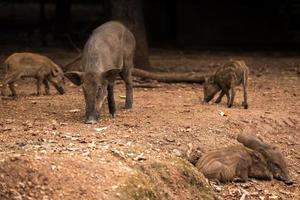 Wild boar family photo