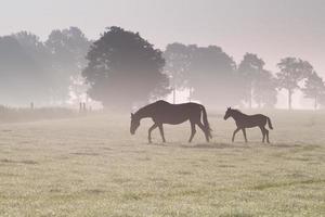 horse family walk on misty pasture photo