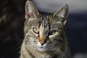 retrato de gato foto