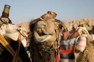 Camel Portrait photo