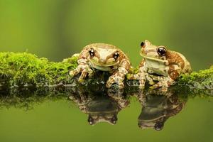 Two Amazon Milk Frogs photo
