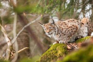 portrait lynx