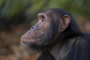 Chimpanzee portrait photo