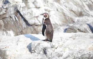 el pequeño pingüino