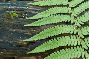 Fern leaves on a background of   wood. photo