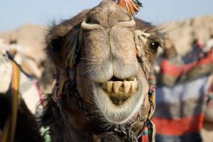 retrato de camello foto