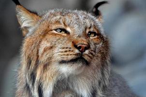 Lynx Portrait photo