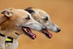Greyhound portraits photo