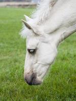 potro de caballo blanco foto