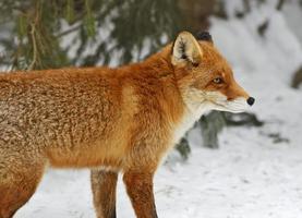 Portrait Foxes