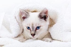Kitten portrait photo