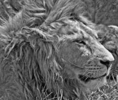 lion portrait photo