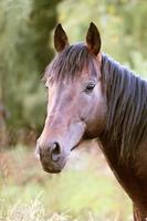 horse portrait photo