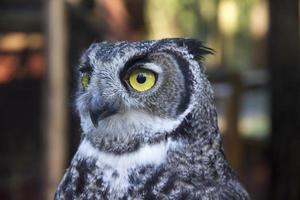 Owl portrait photo