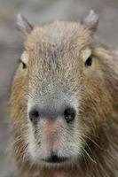 Capybara portrait photo
