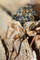 Cicada portrait photo