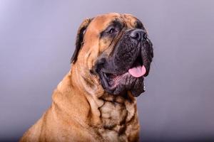 Retrato de perro bullmastiff foto