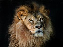 retrato de cabeza de león foto