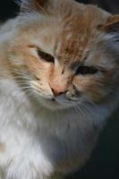 Cat Closeup Portrait