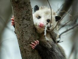 opossum portrait