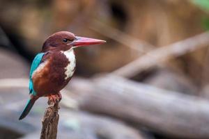 Kingfisher portrait photo