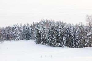 bosque cubierto de nieve y campo