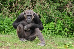 retrato de chimpancé