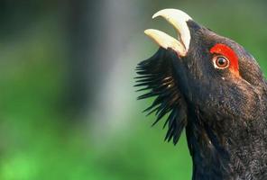 Close-up of Capercaillie head, Finland photo