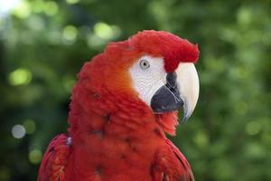 Scarlet macaw portrait photo