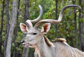 kudu portrait