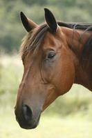 Horse Portrait photo