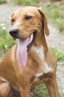 portrait bloodhound photo