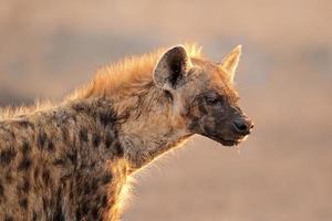 Spotted hyena portrait photo